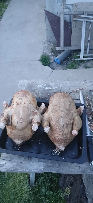 găini si oua de vânzare  - imagine 4
