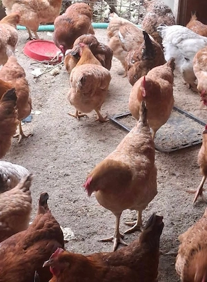 găini si oua de vânzare  - imagine 2