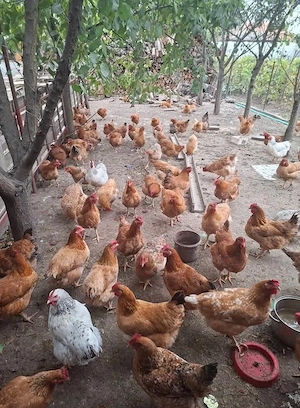 găini si oua de vânzare  - imagine 3