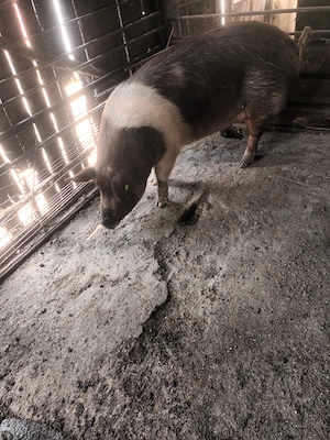 Vand porci  - imagine 4