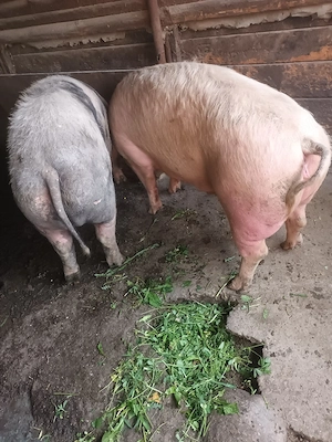 Vand porci  - imagine 3