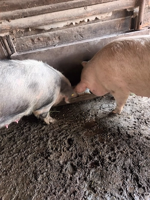 Vand porci  - imagine 2