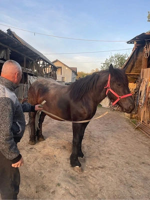 vand iapa semigrea  - imagine 2