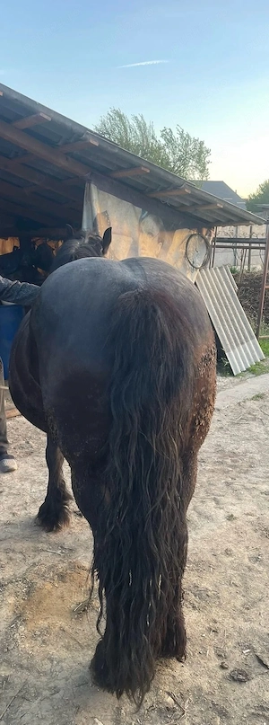 vand iapa semigrea  - imagine 4