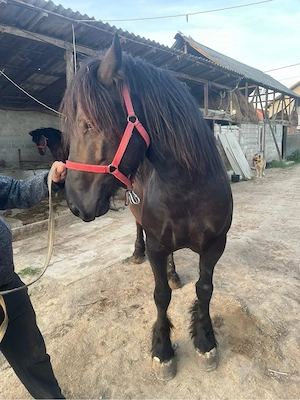 vand iapa semigrea  - imagine 3