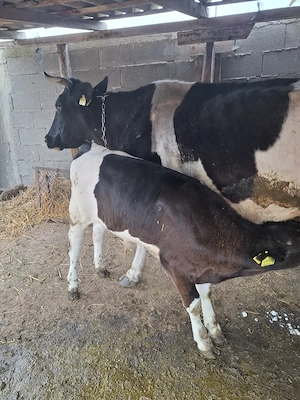 vaca cu vitel dupa ia - imagine 2