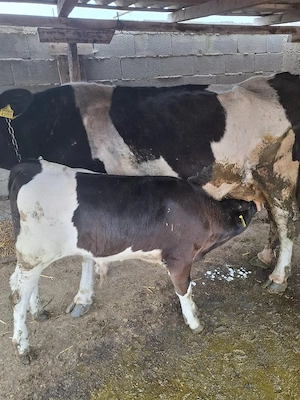 vaca cu vitel dupa ia - imagine 3