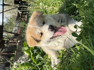 Pui Akita Inu de vânzare - imagine 4