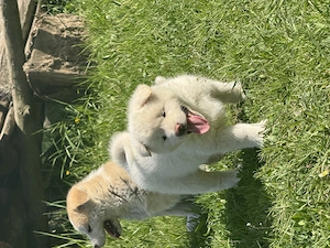 Pui Akita Inu de vânzare - imagine 5