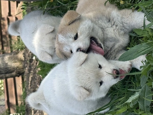 Pui Akita Inu de vânzare - imagine 3