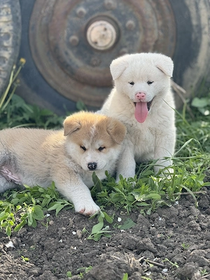 Pui Akita Inu de vânzare - imagine 2