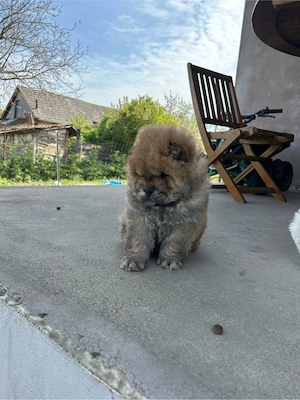 chow-chow maro - imagine 2