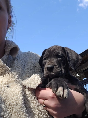 vanzare caini dog german - imagine 2