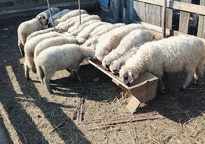 miei de vânzare jud Suceava 