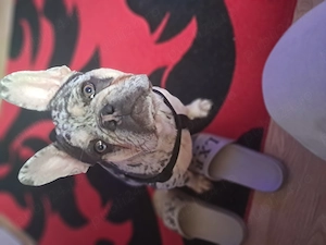 Cățel de vânzare buldog francez merli mascul  - imagine 2