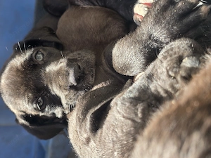 Dog German  great dane  marele danez de vanzare - imagine 3