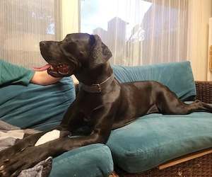 Dog German  great dane  marele danez de vanzare - imagine 4