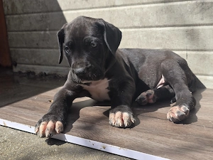 Dog German  great dane  marele danez de vanzare - imagine 2