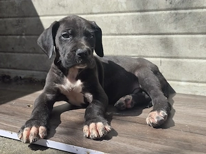 Dog German  great dane  marele danez de vanzare - imagine 5