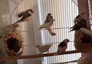 Zebre australiene - imagine 2