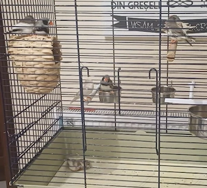 Zebre australiene - imagine 4