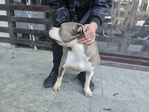 American  Bully xl F  - imagine 4
