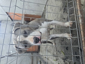 American  Bully xl F  - imagine 3