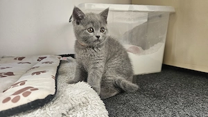 Pui British Shorthair 