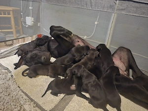 Dog german marele danez great dane de vanzare - imagine 3