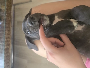 Dog german marele danez great dane de vanzare - imagine 2