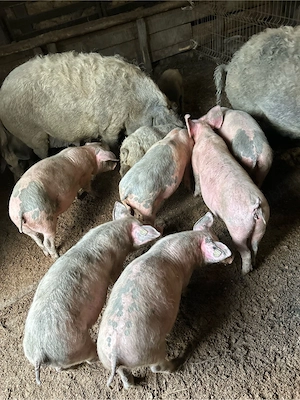 Purcei intarcati, marele alb   mangalita 