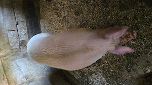 Porc pietrain de vânzare  - imagine 3