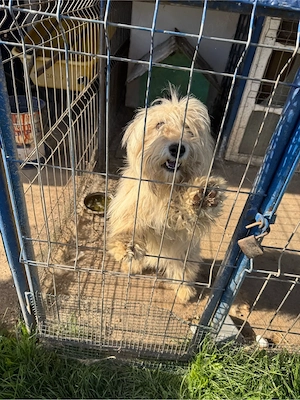 se doneaza !!! - imagine 2