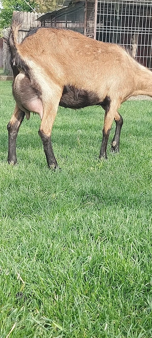 Capra  alpina franceza 