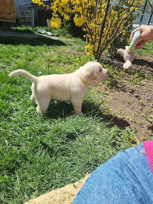 pui labrador retriver - imagine 5