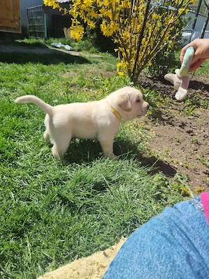 pui labrador retriver - imagine 4