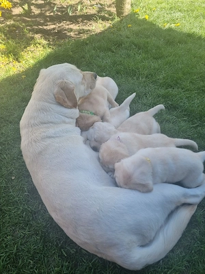 pui labrador retriver - imagine 3