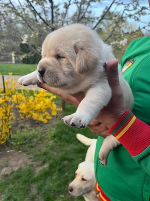 pui labrador retriver - imagine 2