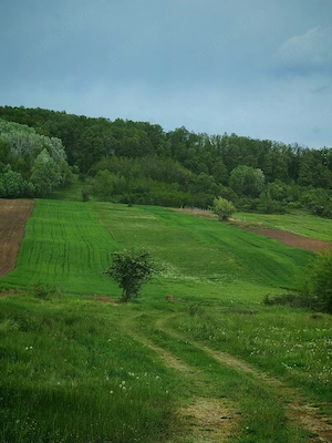 Vand padure - imagine 4