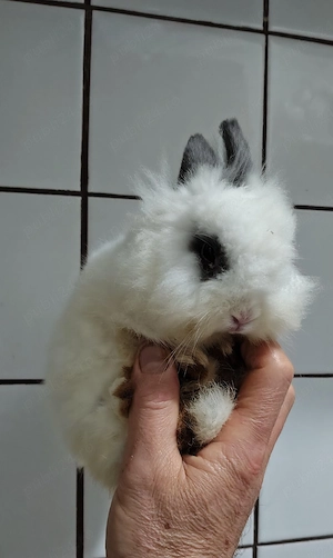 Iepuri super pitici cu greutatea cea mai mică posibil