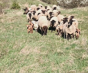 Vând oi bucălăi  - imagine 2