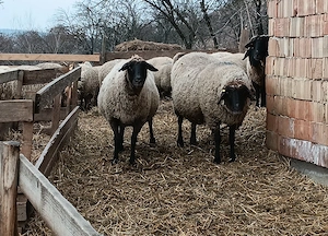 Vând oi bucălăi  - imagine 4