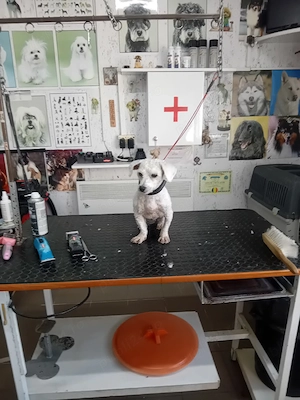 vand. femela bichon frise
