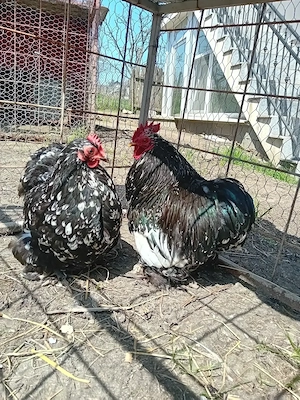 Pereche cochinchina pitic bobat pe negru