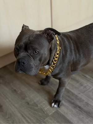 amerikan bully pocket - imagine 2