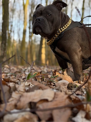 amerikan bully pocket - imagine 3