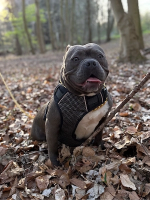 amerikan bully pocket - imagine 4