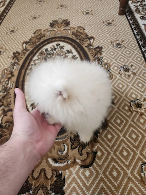 Vand Pomeranian 