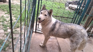 Dau Husky gratis - imagine 2