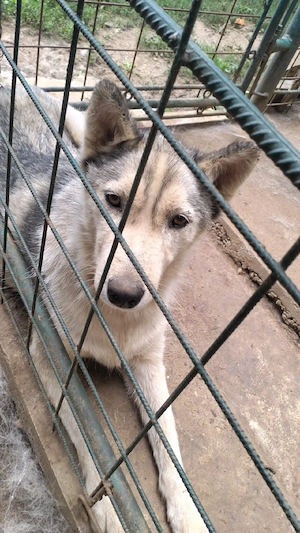 Dau Husky gratis - imagine 3